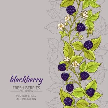 Blackberry vector background Stock Illustration