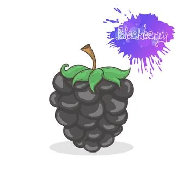 Blackberry vector illustration Illustrazione stock