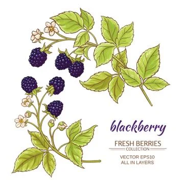 Blackberry vector set Stock Illustration
