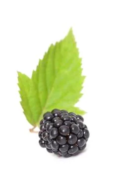 Blackberry on a white background Stockfoto's