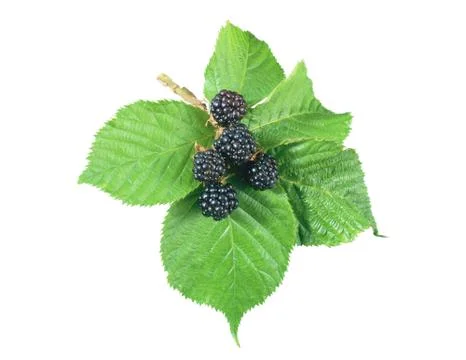 Blackberry on white Stockfoto's