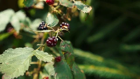 BlackBerry in the Woods. Forest. Stock Footage 114610700
