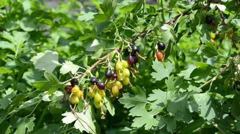 Blackberrys on the branch Stock Footage 35141033