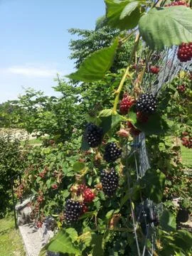 BLACKBERRYS  maturation Stock Photos