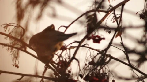 Blackbird 1 Stock Footage 33690339