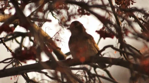 Blackbird 2 Stock Footage 33690333