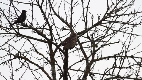 Blackbird and owl on tree Stock-Footage 71426105
