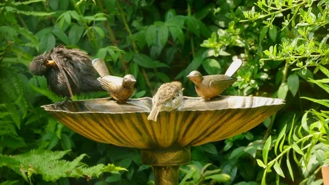 Blackbird and sparrows bathing in a bird bath. Video stock 76873211