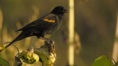 Blackbird and Sunflowers Stock Footage 319401584