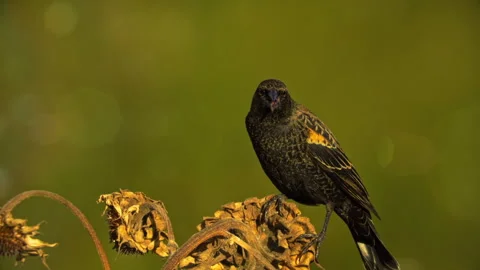 Blackbird and Sunflowers Stock Footage 319401765