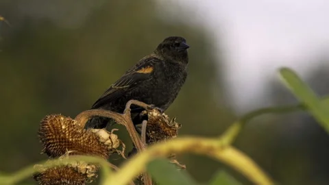 Blackbird and Sunflowers Stock Footage 319401873