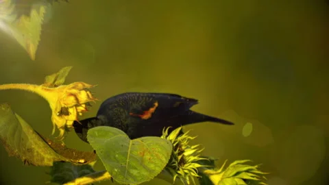 Blackbird and Sunflowers Stock Footage 319403470