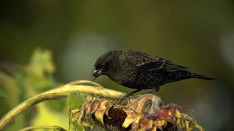 Blackbird and Sunflowers Stock Footage 319403648
