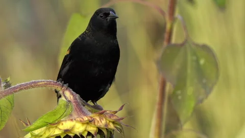 Blackbird and Sunflowers Stock Footage 319406188