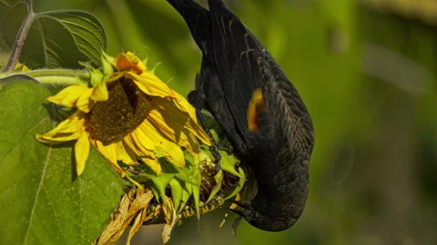 Blackbird and Sunflowers Stock Footage 319406632