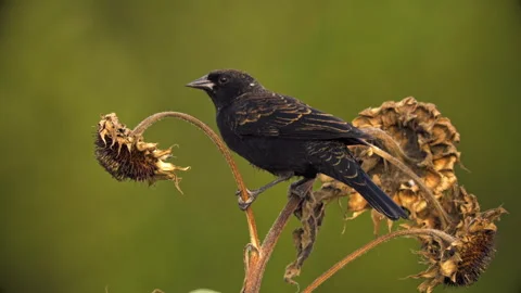 Blackbird and Sunflowers Stock Footage 319407075