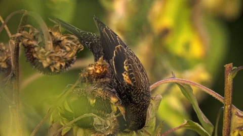 Blackbird and Sunflowers Stock Footage 319407555