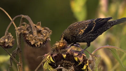 Blackbird and Sunflowers Stock Footage 319408940