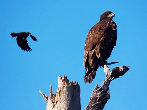 Blackbird attacks young eagle Stock Photos