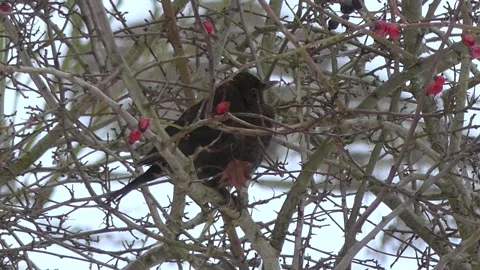 Blackbird in bare branches of a tree defies the strong wind and keeps balance Stock Footage 148719290