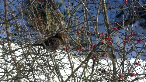 Blackbird in bare branches of a wintry hawthorn with red fruits - flies away Stock Footage 148480502
