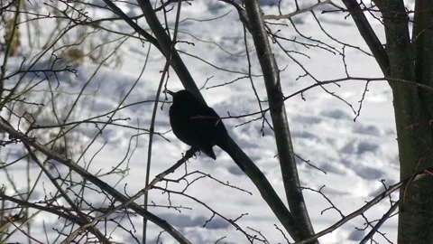 Blackbird in the bare branches of wintry tree - flies away - snow in background Stock Footage 148480505