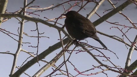 Blackbird in the bare branches of wintry tree - flies away - snow in background Stock Footage 148718829