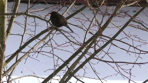 Blackbird in the bare branches of wintry tree - flies away - snow in background Stock Footage 148718998