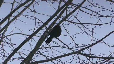 Blackbird in the bare branches of wintry tree - flies away - snow in background Stock Footage 148720257