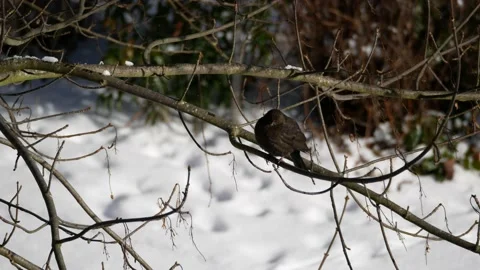 Blackbird on the bare branches of a wintry tree, flies away - snow in background Stock Footage 152162896