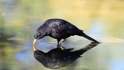 Blackbird bathing and drinking Stock Footage 88793572