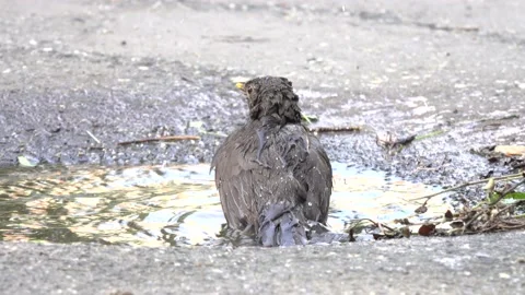 Blackbird is bathing in a puddle, street pool of water Stock Footage 158810926