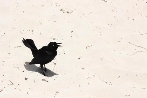 Blackbird on the beach Stock Photos
