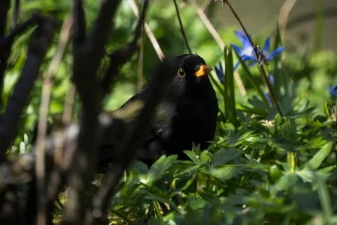 Blackbird between plants on the ground Stock Photos