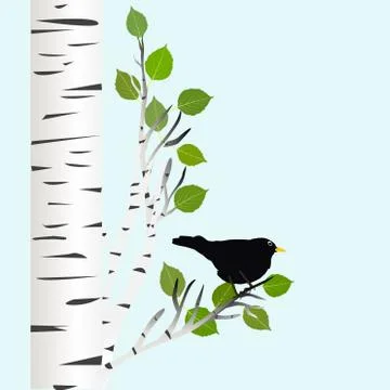 Blackbird on a birch branch Illustrazione stock