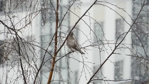 Blackbird on a branch, back view, blizzard Stock Footage 253628243