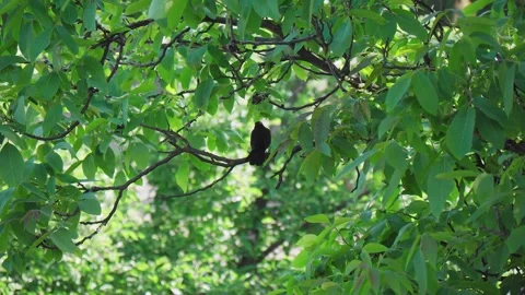 Blackbird on a branch with green leafs Stock Footage 242745304