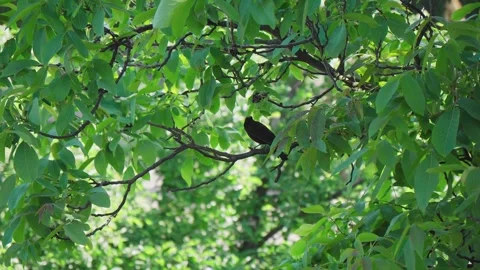 Blackbird on a branch with green leafs Stock Footage 242745358