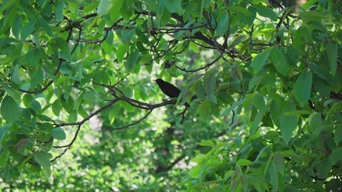 Blackbird on a branch with green leafs Stock Footage 242745401