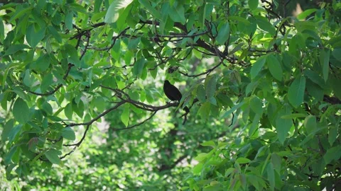 Blackbird on a branch with green leafs Stock Footage 242745505