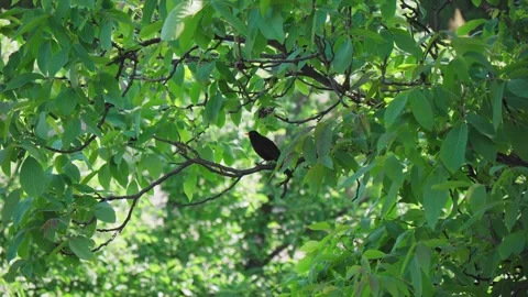 Blackbird on a branch with green leafs Stock Footage 242745543