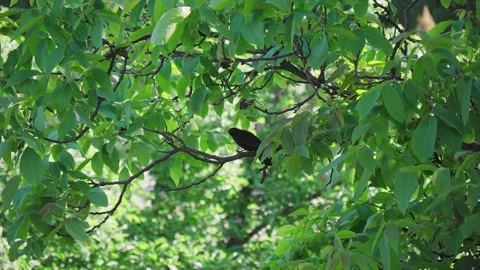 Blackbird on a branch with green leafs Stock Footage 242745666