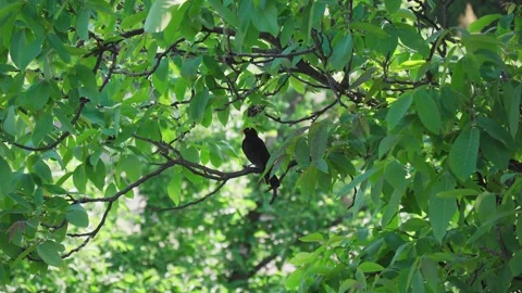 Blackbird on a branch with green leafs Stock Footage 242745749