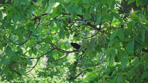 Blackbird on a branch with green leafs Stock Footage 242745751