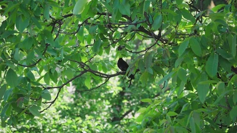Blackbird on a branch with green leafs Stock Footage 242745756