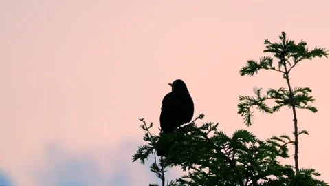 Blackbird on a branch of a spring tree. sunset. with audio. blackbird song. Stock-Footage 155541469