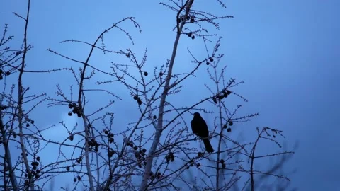 Blackbird on a branch of a wintry larch. *** with audio. song of a blackbird. Stock Footage 151629091