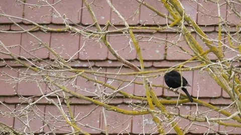 Blackbird on a branch of a wintry tree. with audio. birds chirping. Stock Footage 151634286