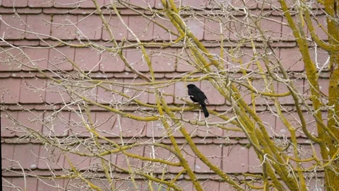 Blackbird on a branch of a wintry tree. with audio. birds chirping. Stock Footage 151634307