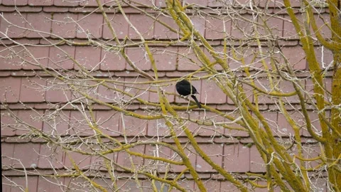 Blackbird on a branch of a wintry tree. with audio. birds chirping. Stock Footage 151634318